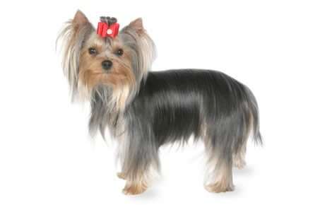 file_23132_yorkshire_terrier_460x290
